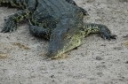 Scattata sul fiume Chobe tra Botzwana e Namibia con Nikon D70 e Sigma 70-300 APO Super II