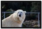 Orso allo Zoo Safari di Fasano (BR)