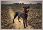 Azha  uno schnauzer femmina di 8 anni, e come tutti gli schnauzer non  mai stanca di giocare. Le ho scattato questa nei campi di granturco dietro casa, mentre chiede a mia moglie, a suo modo, di lanciarle il gioco.

Grazie in anticipo se vorrete commentare, Paolo