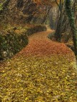 Ieri sono andato a fare una corsetta e appena sono arrivato in questo punto mi sono fermato.. una favola! Cos questa mattina sono tornato sul posto un p pi attrezzato e click. Pi che la fotografia  da apprezzare il posto e la particolarit dei colori delle foglie dei differenti alberi, prima gialle, poi rosse.