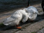 Localit: Como.
Macchina: Nikon Coolpix 5700