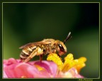 Ape dorata