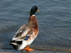 Localit: Como
Macchina: Nikon Coolpix 5700