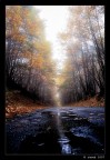 the damp road