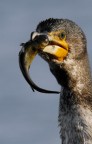 Renzo-Pranzo del Cormorano Renzo-Pranzo del Cormorano