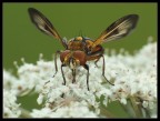 Mosca