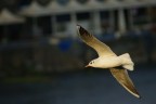 Gabbiano in volo