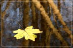 Della serie &quot;autunno nei rigagnoli&quot;