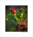 Fù rosa rossa Fù rosa rossa