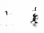 Cormorani