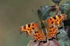D70s-sigma150mm f2,8 macro
iso400  1/1250sec  f/3.2