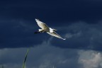 Foto scattata sul fiume Zambesi in Zambia