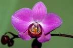 D70s-sigma 150mm f2,8 macro
iso400 1/500sec f/4.0