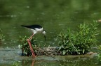D70s-sigma300mm f4
iso200 1/1250sec f/5.6