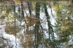 fontana degl'alberi
