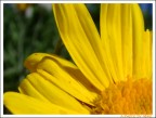 Flower 5