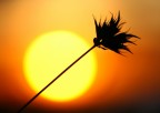 sole diviso