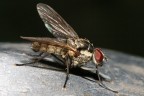 Mosca su pomello metallico