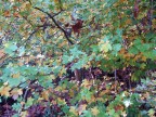 autunno