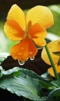 fiore
