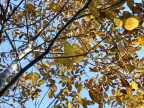 foglie dell'autunno