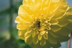 Dahlia Gialla

Foto scannerizzata da una stampa 10x15 (purtroppo la qualit  piuttosto bassa)

Critiche, consigli, suggerimenti e commenti sempre ben accetti.


PS: foto dell'ultimo rullino, a giorni la K100D!!!!