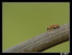 ...solo 5mm, ma crescer...