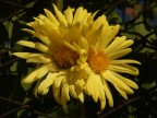 Fiori vicini