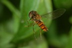 In volo