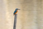 Martin Pescatore(Alcido Ittis)
Esemplare in natura