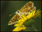 Farfalla
