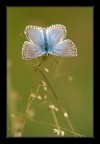 Un altro scatto dello stesso soggetto (farfallina) che avevo gia' postato tempo fa:
http://www.photo4u.it/viewcomment.php?pic_id=262426