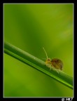 lenta procede nella sua lunga salita.... chiss quali tesori trover in cima e quali pericolosi incontri dovr affrontare....una spaventosa coccinella pronta a mangiarsela in un sol boccone????

eseguita a mano libera e gomiti piantati a terra... s7000 a tutto tele equivalente a 210mm, lente hoya+4 piu raynox dcr-250 e tanto per avvicinarmi di pi 1,4x di zoom digitale.... il risultato non mi sembra male a voi il giudizio!