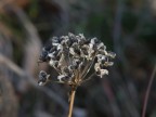 Fiore?