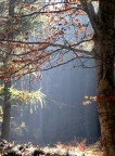 Magia d'autunno