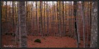in mezzo al bosco
