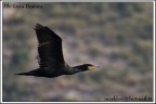 in volo 1