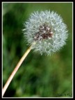 soffione