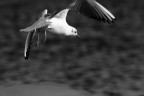 gabbiano in volo