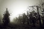 nebbia
