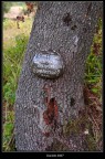 l'albero poeta
