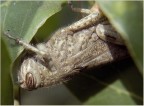 cavalletta