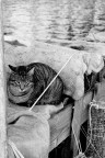 gatto a riposo