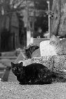 gatto a riposo2