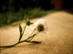 una margheritina...  modifiche con il semplice iPhoto