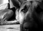 il mio cucciolone
