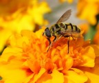 YELLOW BEE...