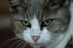 IL MIO GATTO DOMESTICO....