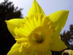NARCISO