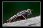 TV 1/8
AV 13
Velocit ISO 400
100 macro canon